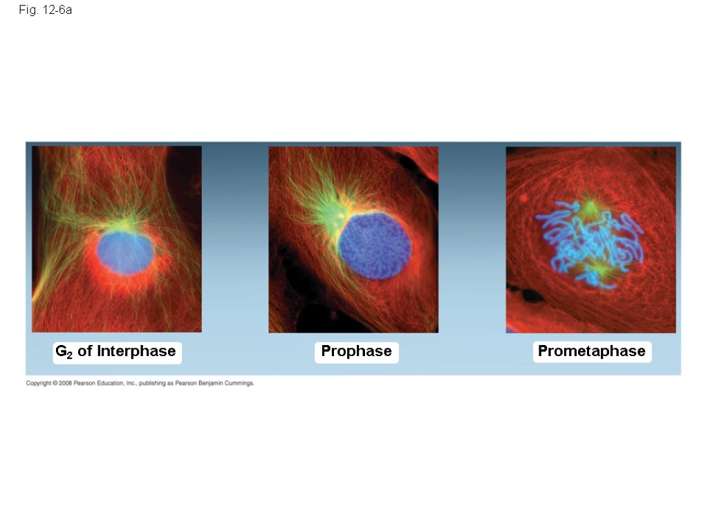 Prophase Fig. 12-6a Prometaphase G2 of Interphase